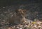 This is an image of beautiful Asiatic lion sitting on the forests