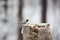 Image of beautiful bird Marsh Tit or Poecile palustris sitting on the stump and pecking bread in the winter forest