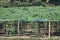 This is an image of beautiful bitter gourd farming in india