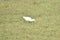 This is an image of beautiful cattle egret bird .