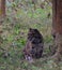 This is an image of beautiful clouded leopard