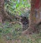 This is an image of beautiful clouded leopard leopards