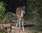 This is an image of beautiful deers cub or spotted deer or chital or impala or axis deer in keoladeo national park