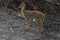 This is an image of beautiful deers cub or spotted deer or chital or impala or axis deer in keoladeo national park in rajasthan