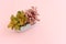 image of beautiful fittonia plants over pastel pink background