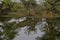 This is an image of beautiful group of birds and their reflection into the lake or water