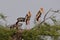 This is an image of beautiful group of storks birds on the top of the tree in keoladeo national park in rajasthan india