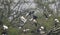 This is an image of beautiful group of storks birds on the top of the tree in keoladeo national park in rajasthan india