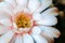 The image of the beautiful gymnocalycium flower