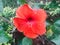 This is an image of beautiful hibiscus flower,redflower.