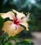 Image of beautiful hibiscus growing. Thailand