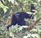 This is an image of beautiful hoolock gibbon monkey.