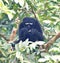 This is an image of beautiful hoolock gibbon monkey sitting of the branch of the tree.