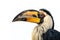 Image of beautiful hornbill on white background. Wild Animals. Bird. illustration. Generative AI