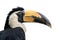 Image of beautiful hornbill on white background. Wild Animals. Bird. illustration. Generative AI