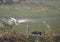 This is an image of beautiful Indian heron bird or sarus crane birds in keoladeo national park in rajasthan india