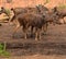 This is an image of beautiful Indian sambar deer or Rusa unicolor.