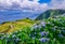 Image of beautiful landscape with hydrangeas and a path leading to the atlantic on the azores