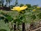 Image of a beautiful looking yellow flower.