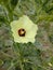 Image of a beautiful looking yellow flower.