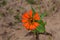 This is an image of a beautiful orrange colour cosmos flower