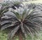 This is an image of beautiful palm tree, roystonea regia.
