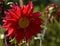 This is an image of beautiful red dahlia flower or red flower or beautiful red dahliaflower