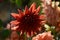 This is an image of beautiful red dahliaflowe or red dahliaflower plant.