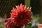 This is an image of beautiful red dahliaflower or red flower in india