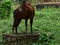 This is an image of beautiful red serow in india.