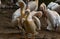 This is an image of beautiful rosy pelican bird or pelecanus onocrotalus