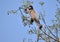 This is an image of beautiful spectacled monkey on the top of the tree .