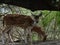 This is an image of beautiful spotted deer or chital or impala or axis deer with her cub