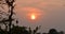 This is an image of beautiful sunset or sunrise in keoladeo national park in rajasthan india