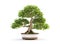 Image of beautiful thai socotranum tree in a pot on white background. Flower, Illustration, Generative AI