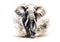 Image of beautiful watercolor painting of a large elephant. Wildlife Animals, Illustration, Generative AI