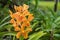 Image of a beautiful Yellow Mokara Orchids in garden ,Thailand.