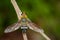 Image of bee fly on a brown branch. Insect. Animal