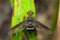 Image of bee fly on a green leaf. Insect. Animal