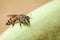 Image of bee hem or dwarf beeApis florea suctioning water on the edge of the sink on a natural background. Insect. Animal