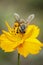 Image of bee or honeybee on yellow flower collects nectar. Golden honeybee on flower pollen. Insect. Animal