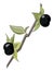 Image of belladonna berries, vector or color illustration