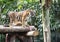 Image Bengal tiger in forest