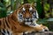Image Bengal tigers majestic gaze exudes danger in tropical rainforest