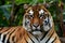 Image Bengal tigers majestic gaze exudes danger in tropical rainforest
