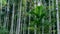 Image Of Betel Nut Trees Forest, Shot From Wandoor Road, Port Blair