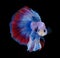 Image of betta fish isolated on black background action moving moment of Flower Half Moon Betta Siamese Fighting Fish