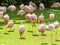 Image of big flock of pink flaming birds on the grass field