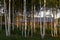 The image of birch trees in the forest. Natural illustration. Photography