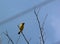 Image of bird Asian golden weaver on the branch